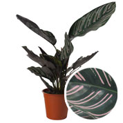 Calathea, follaje rosa